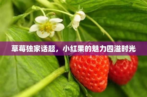 草莓独家话题,小红果的魅力四溢时光