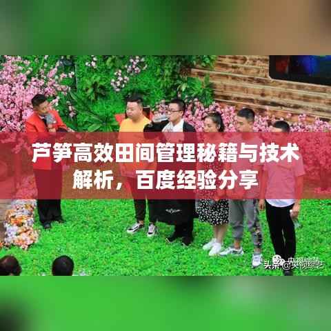 芦笋高效田间管理秘籍与技术解析，百度经验分享