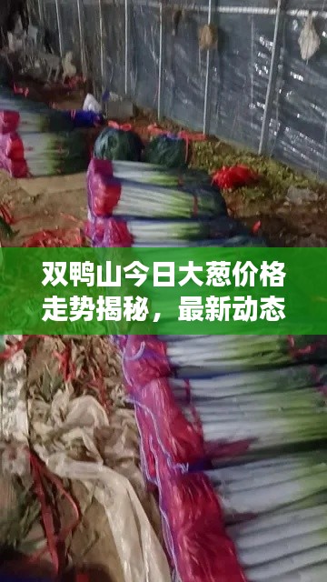 双鸭山今日大葱价格走势揭秘，最新动态一网打尽！