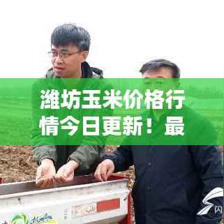 潍坊玉米价格行情今日更新!最新报价一网打尽