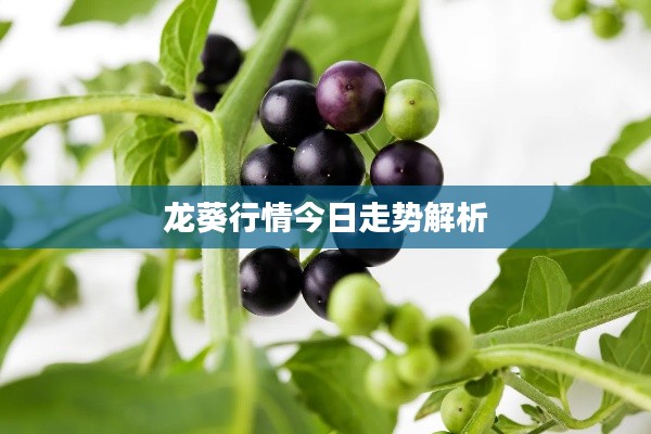 龙葵行情今日走势解析