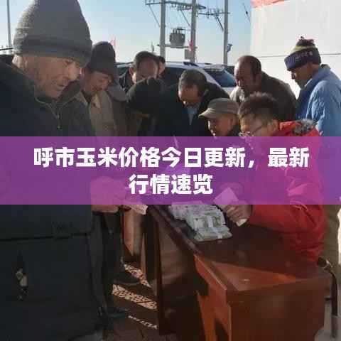 呼市玉米价格今日更新,最新行情速览