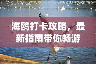 海鸥打卡攻略,最新指南带你畅游!