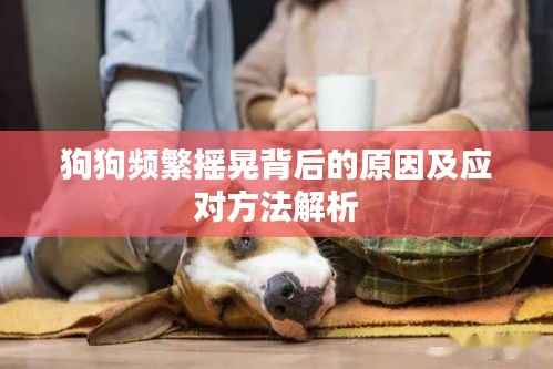 狗狗频繁摇晃背后的原因及应对方法解析