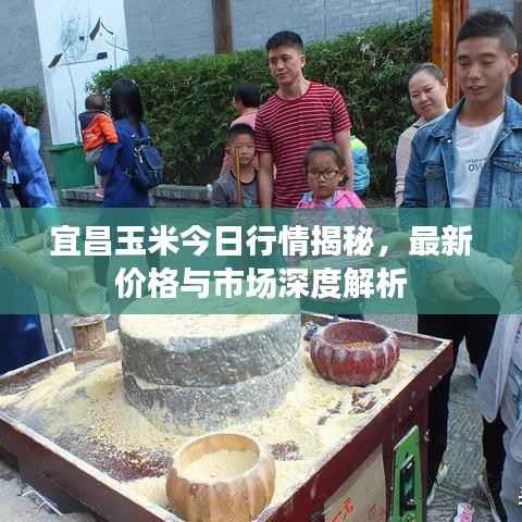 宜昌玉米今日行情揭秘,最新价格与市场深度解析