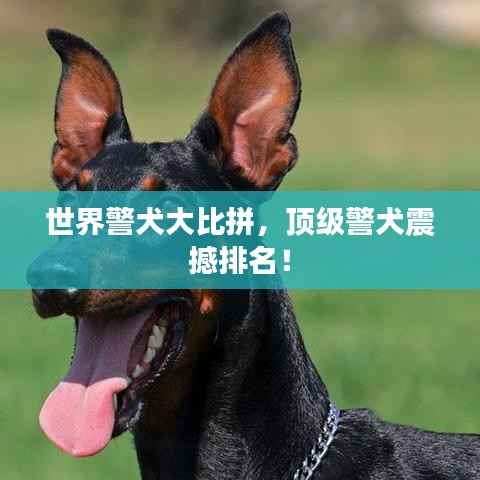世界警犬大比拼,顶级警犬震撼排名!